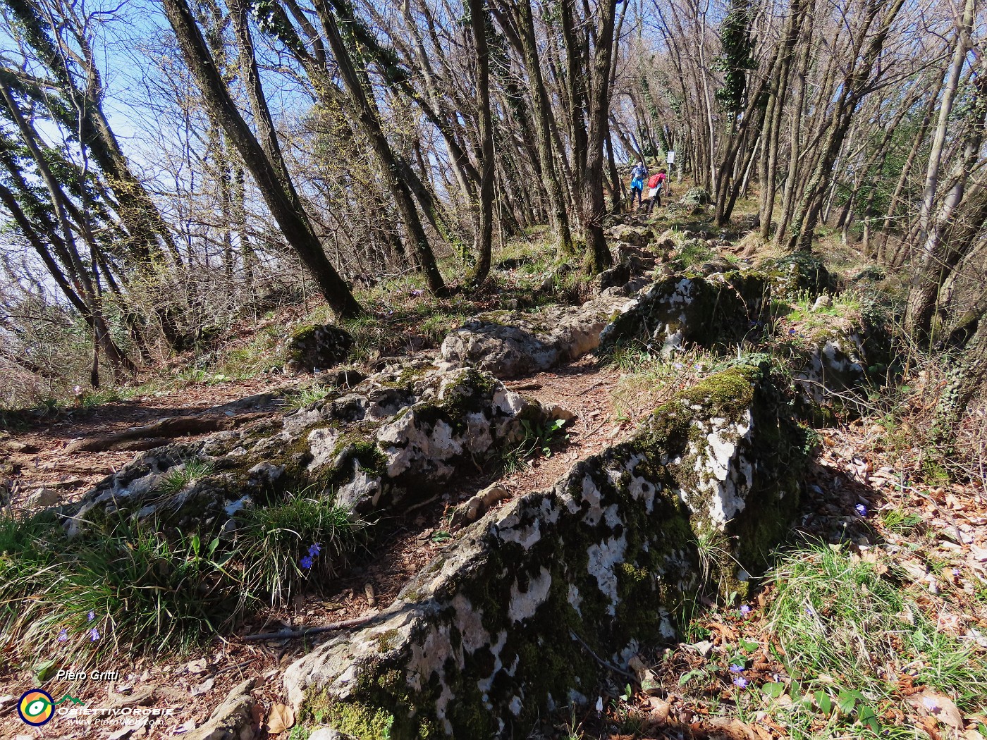 42 Verso la vetta dell'Ubione affiorano roccette nel terreno e svettano verso il cielo alti carpini neri.JPG